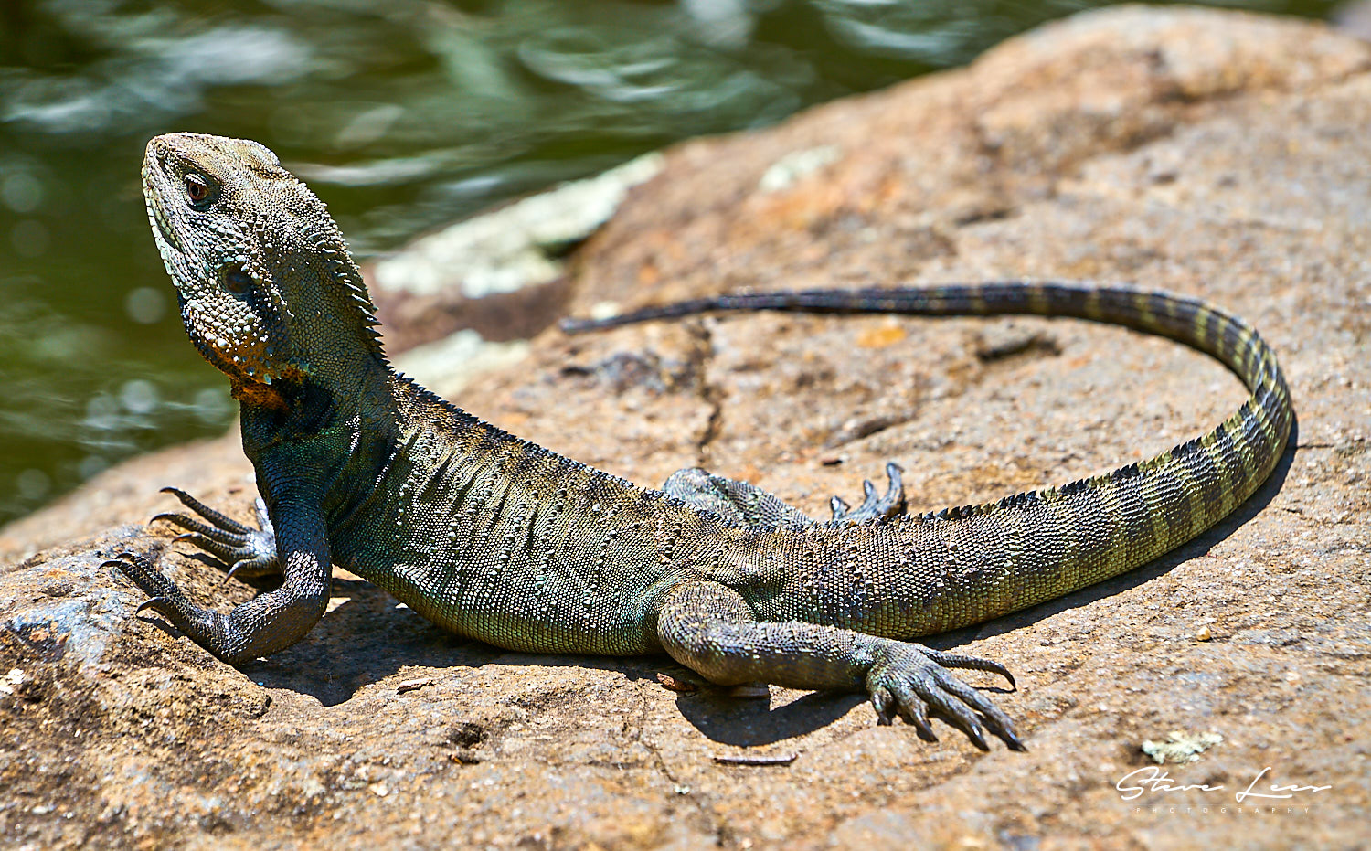 Lizards of Australia - Steve Lees Photography