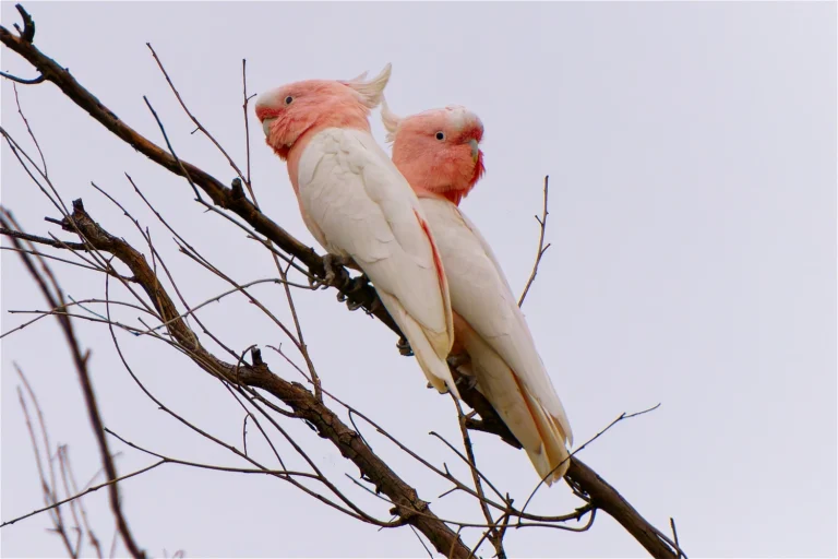 Major Mitchell’s Cockatoo