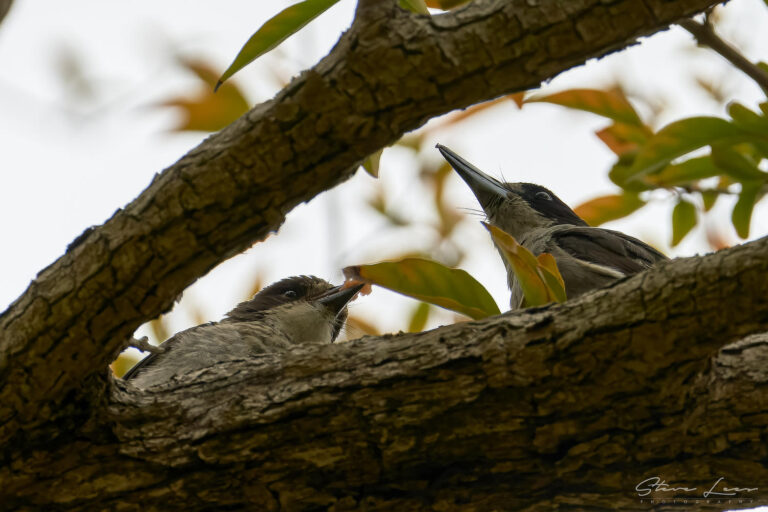 Mother Feeding Child