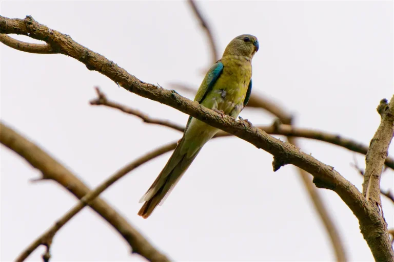 Mulga Parrot