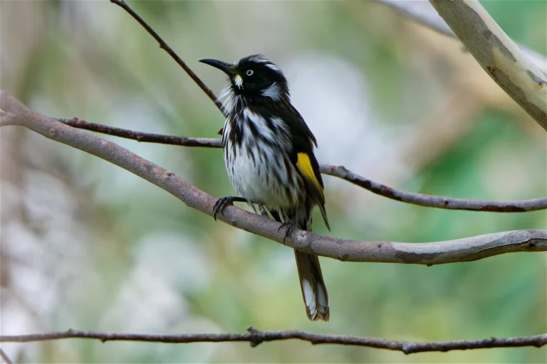 New Holland Honeyeater