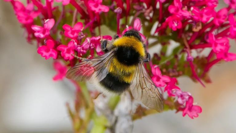 New Zealand Bumblebee