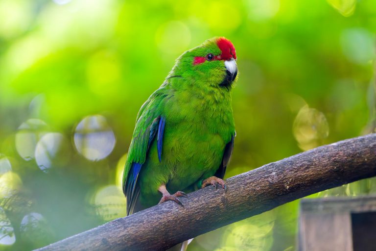 Norfolk Island Parrot