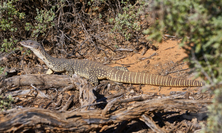 Outback NSW Lizards