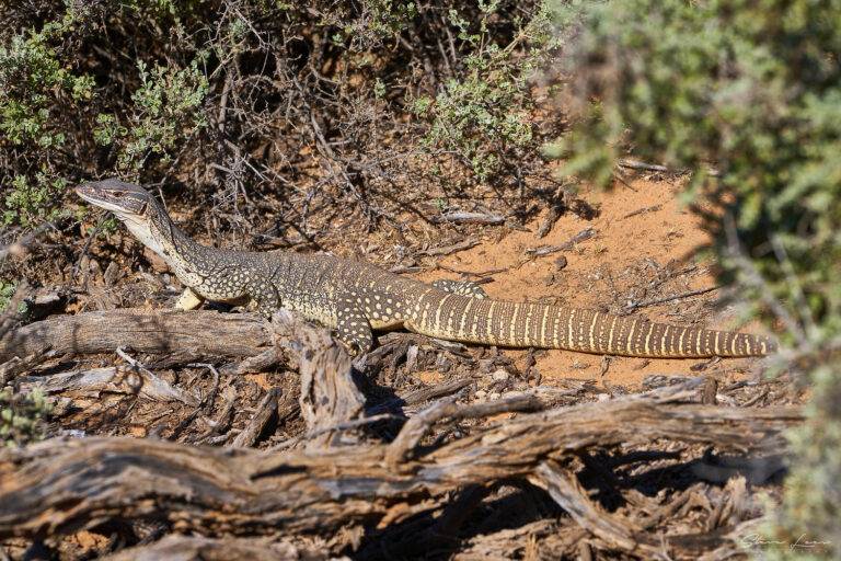 Outback NSW Lizards