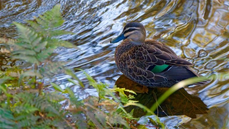 Pacific Black Duck