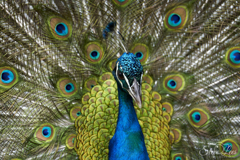Peafowl