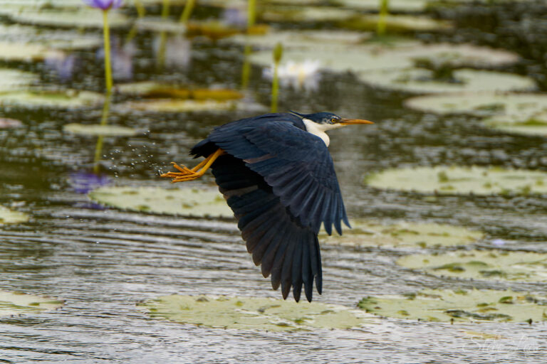 Pied Heron