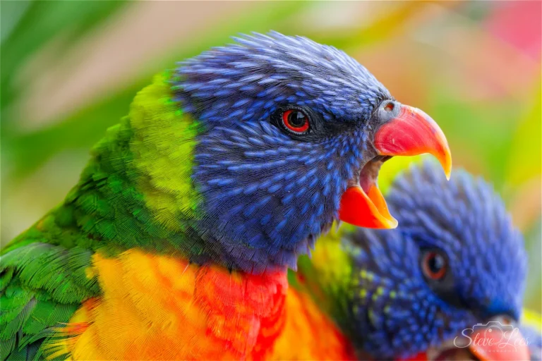 Rainbow Lorikeet