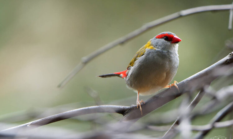 Red-Browed Finch