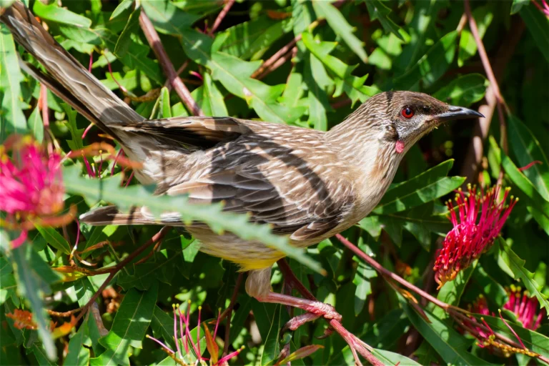 Red Wattlebird