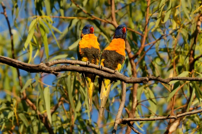 Red-Collared Lorikeet
