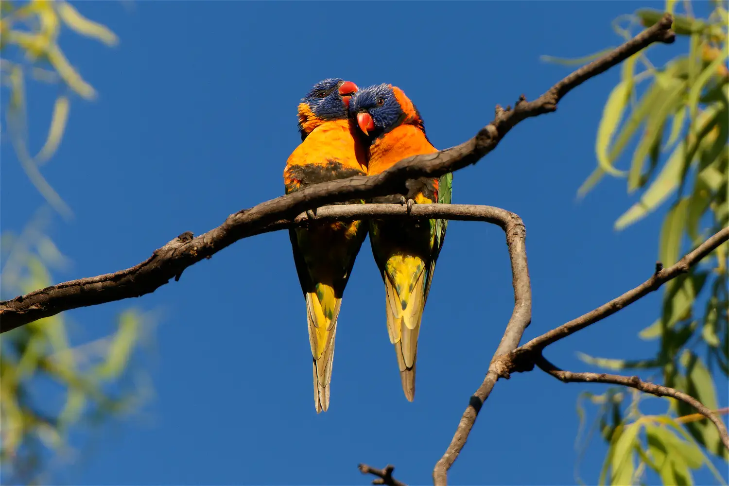 Red-Collared Lorikeet