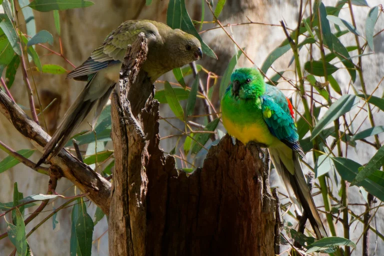 Red-rumped Parrots