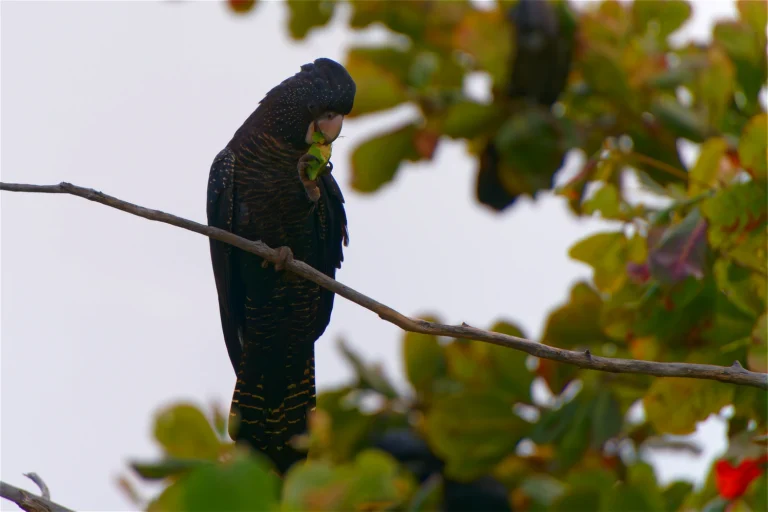 Red-tailed Black Cockatoo