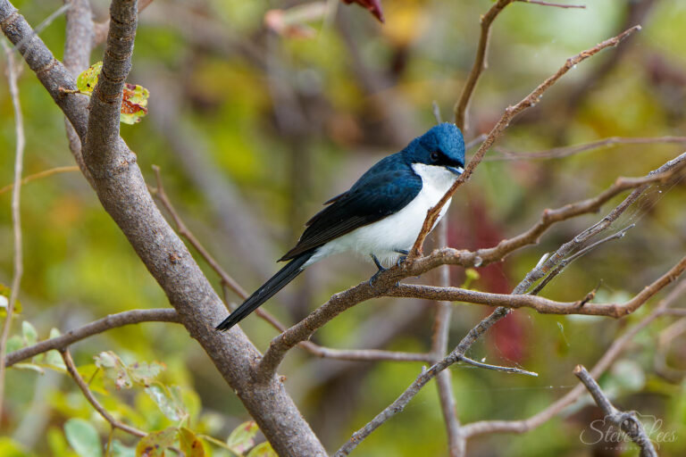 Restless Flycatcher
