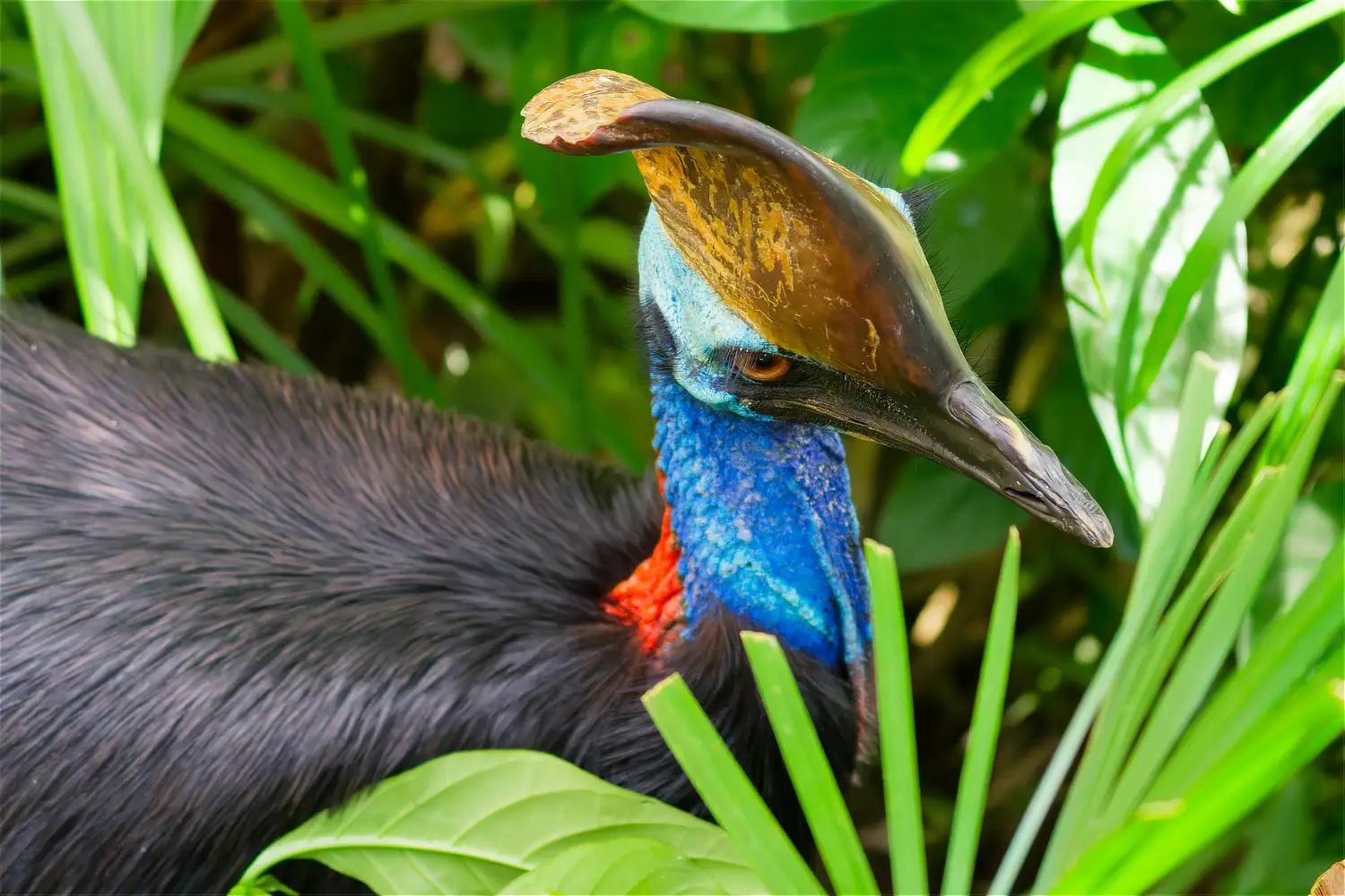 Southern Cassowary