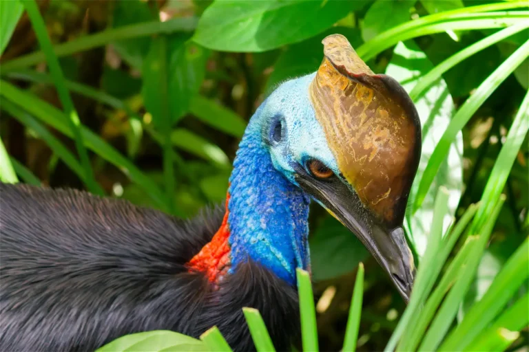 Southern Cassowary