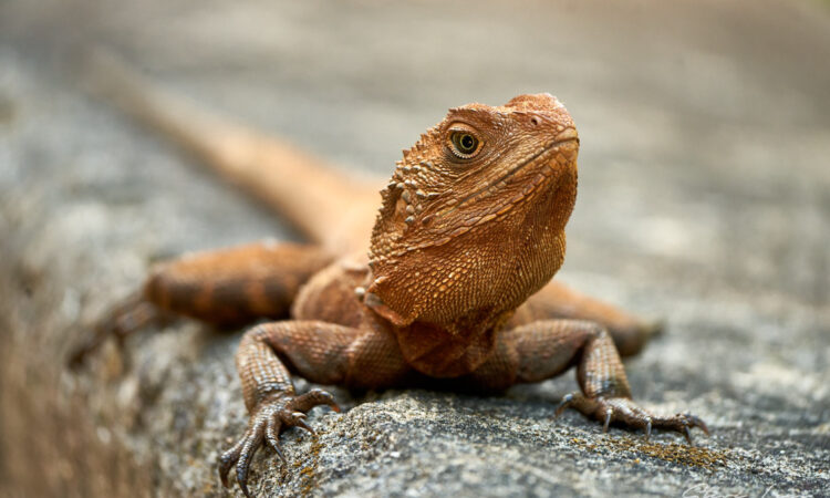 Georges Head Lizard