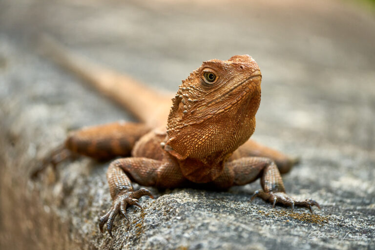 Georges Head Lizard