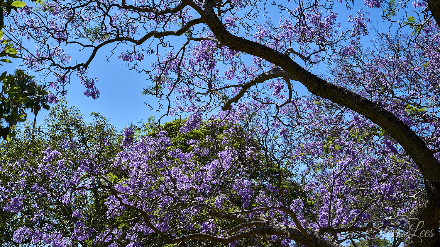 Jacaranda Tree Canopy