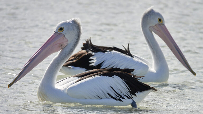 Kangaroo Island Pelicans