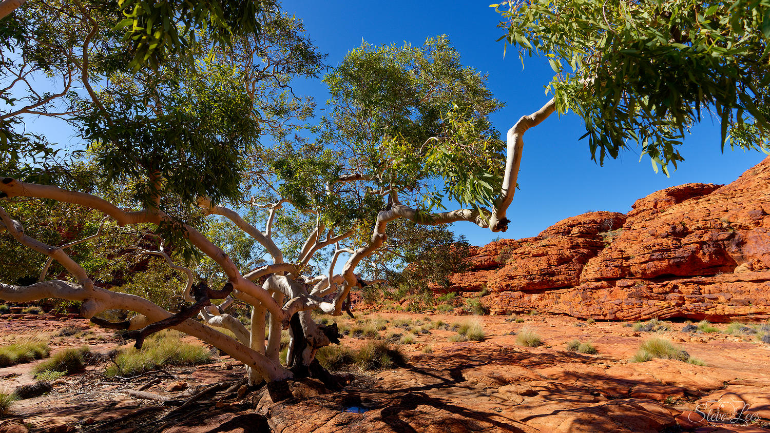 Kings Canyon Ghost Gum