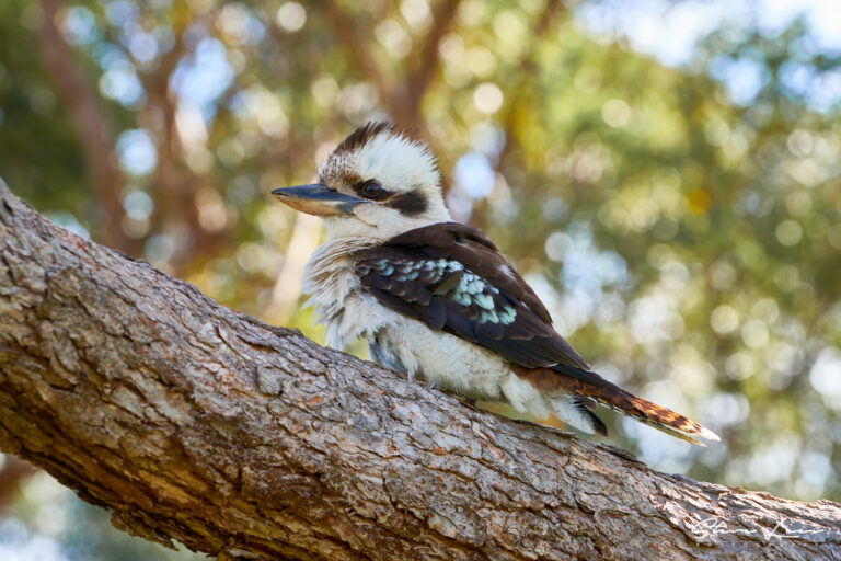 The Kookaburra