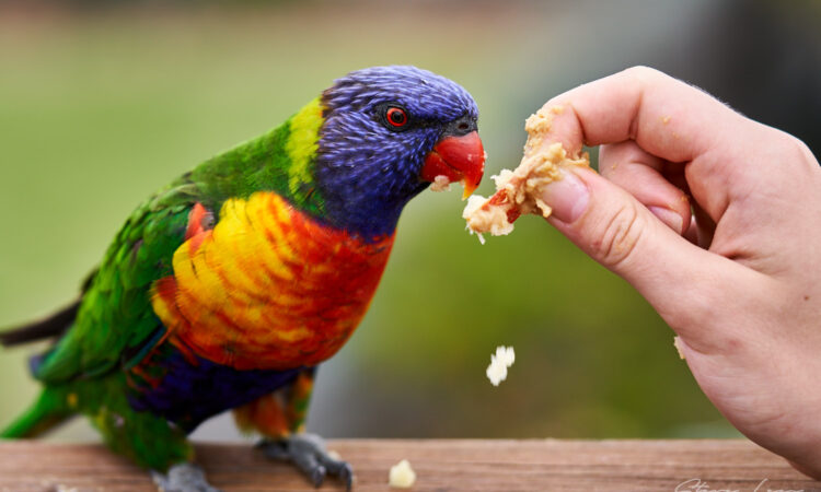 Australian Lorikeet