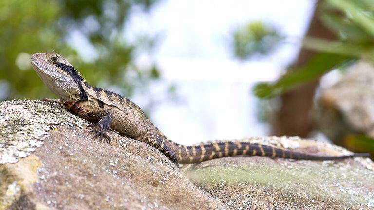 Middle Head Lizard