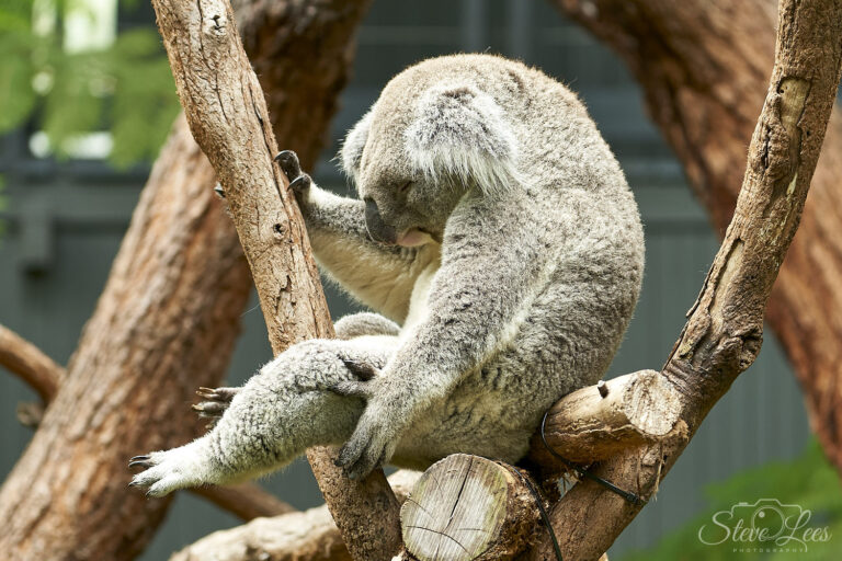 Reclining Koala