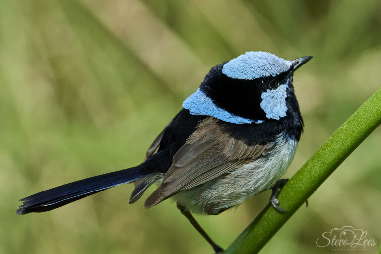 Superb Fairy-Wren
