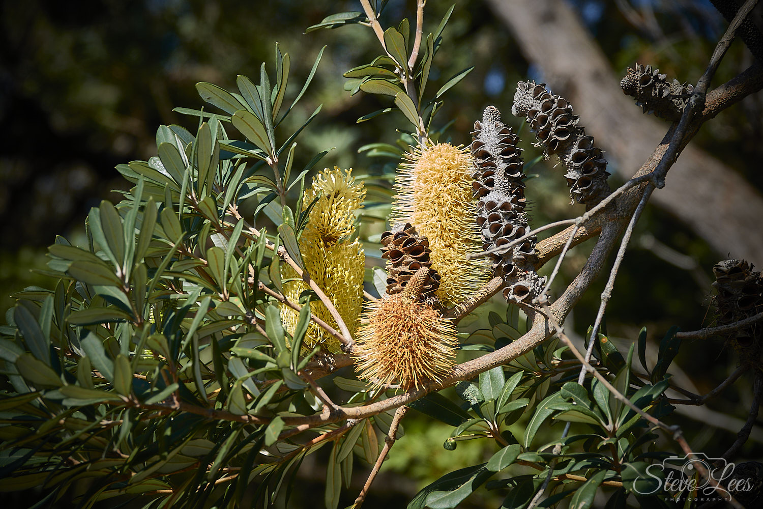 Vincentia Banksia