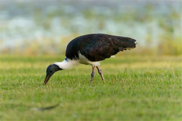 Straw-Necked Ibis