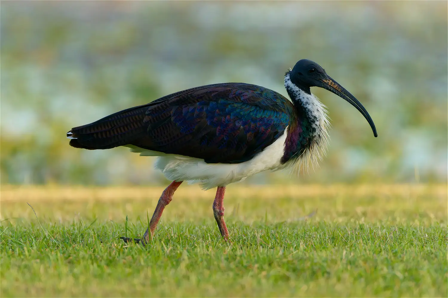 Straw-Necked Ibis