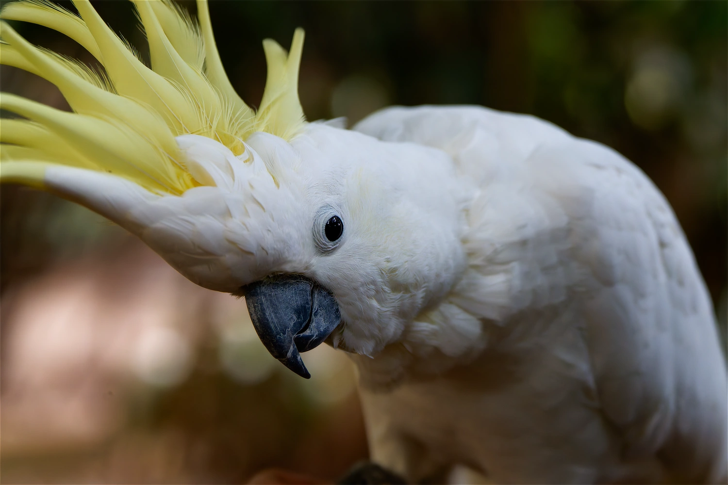 Sulphur-Crested Cockatoo
