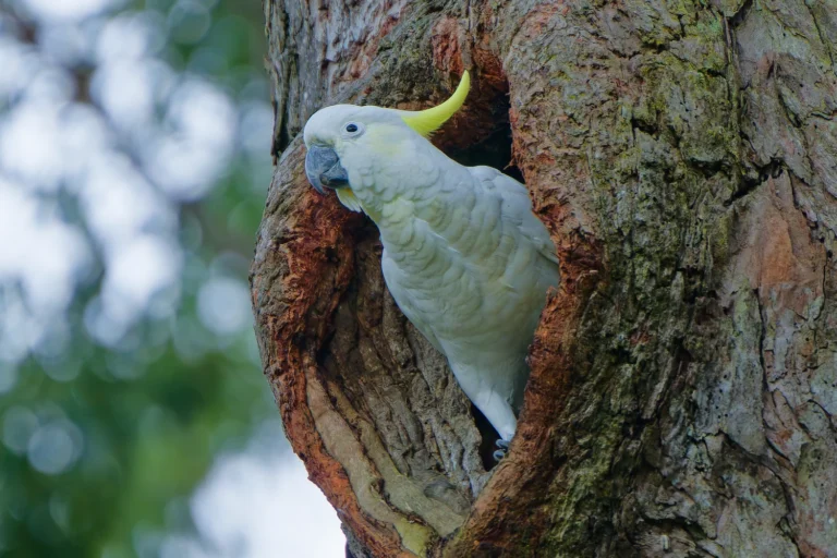 Sulphur-Crested Cockatoo