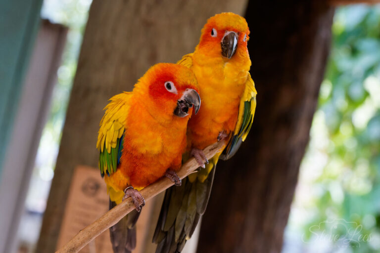 Sun Conure