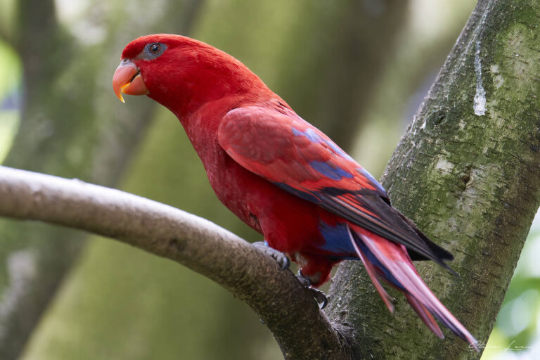 Red Lory