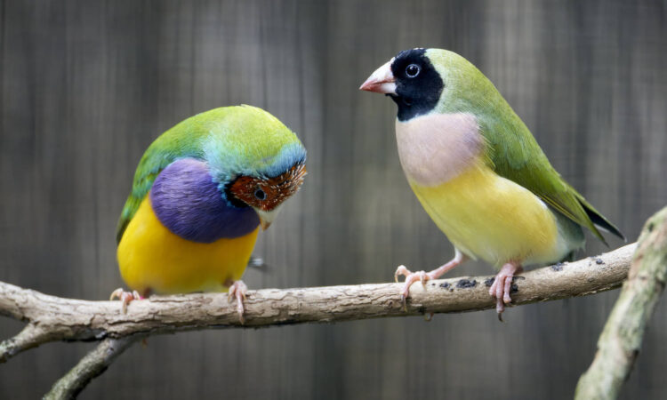 Birds of Taronga Zoo
