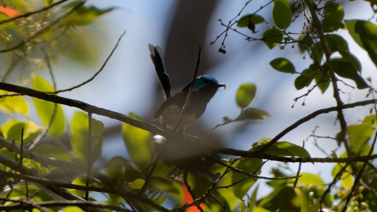 Variegated Fairywren