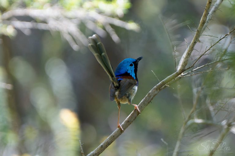 Variegated Fairy-wren