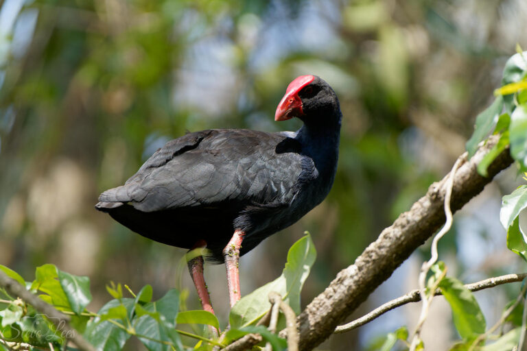 Warriewood Wetland Bushland Reserve