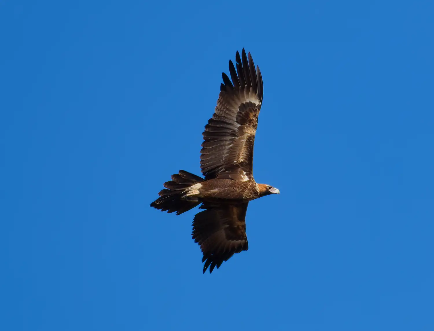 Wedge-Tailed Eagle