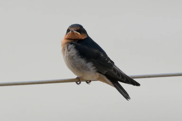 Welcome Swallow
