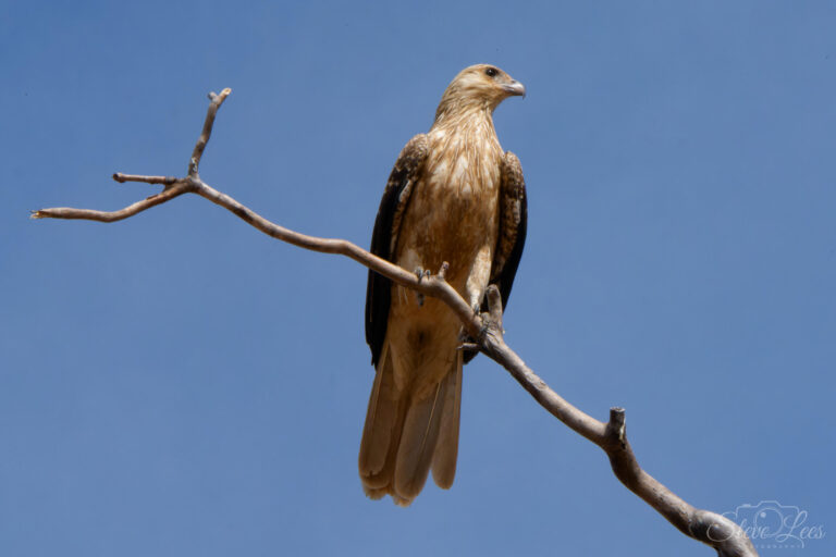 Whistling Kite