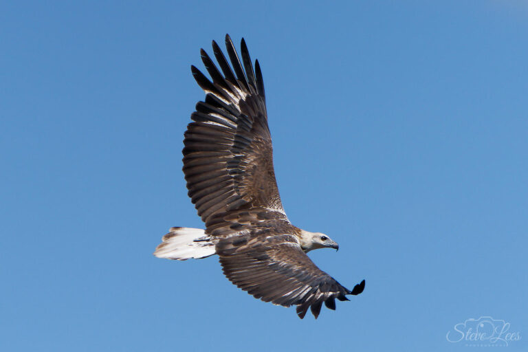 White-Bellied Sea Eagle