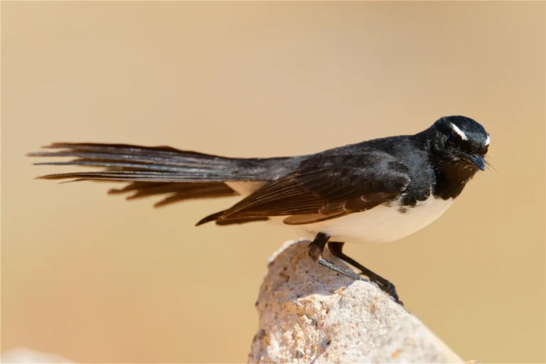 Willie Wagtail