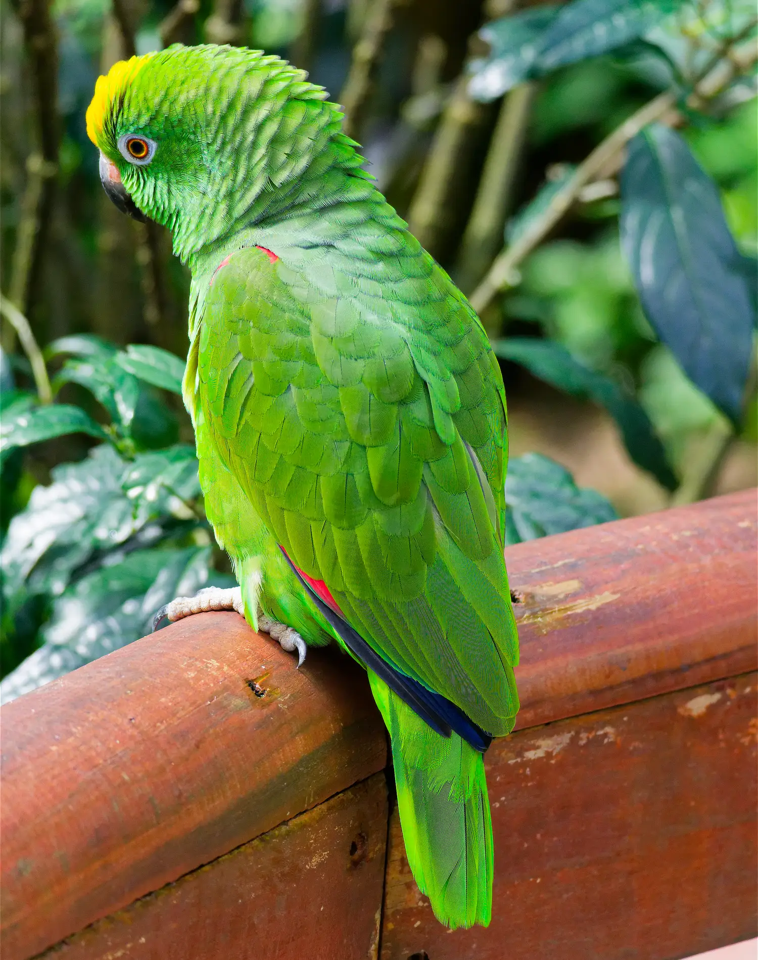 Yellow-Crowned Amazon