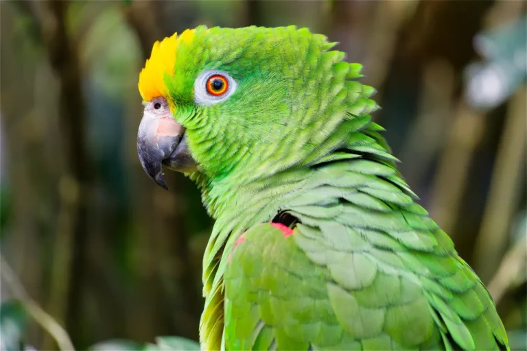 Yellow-Crowned Amazon